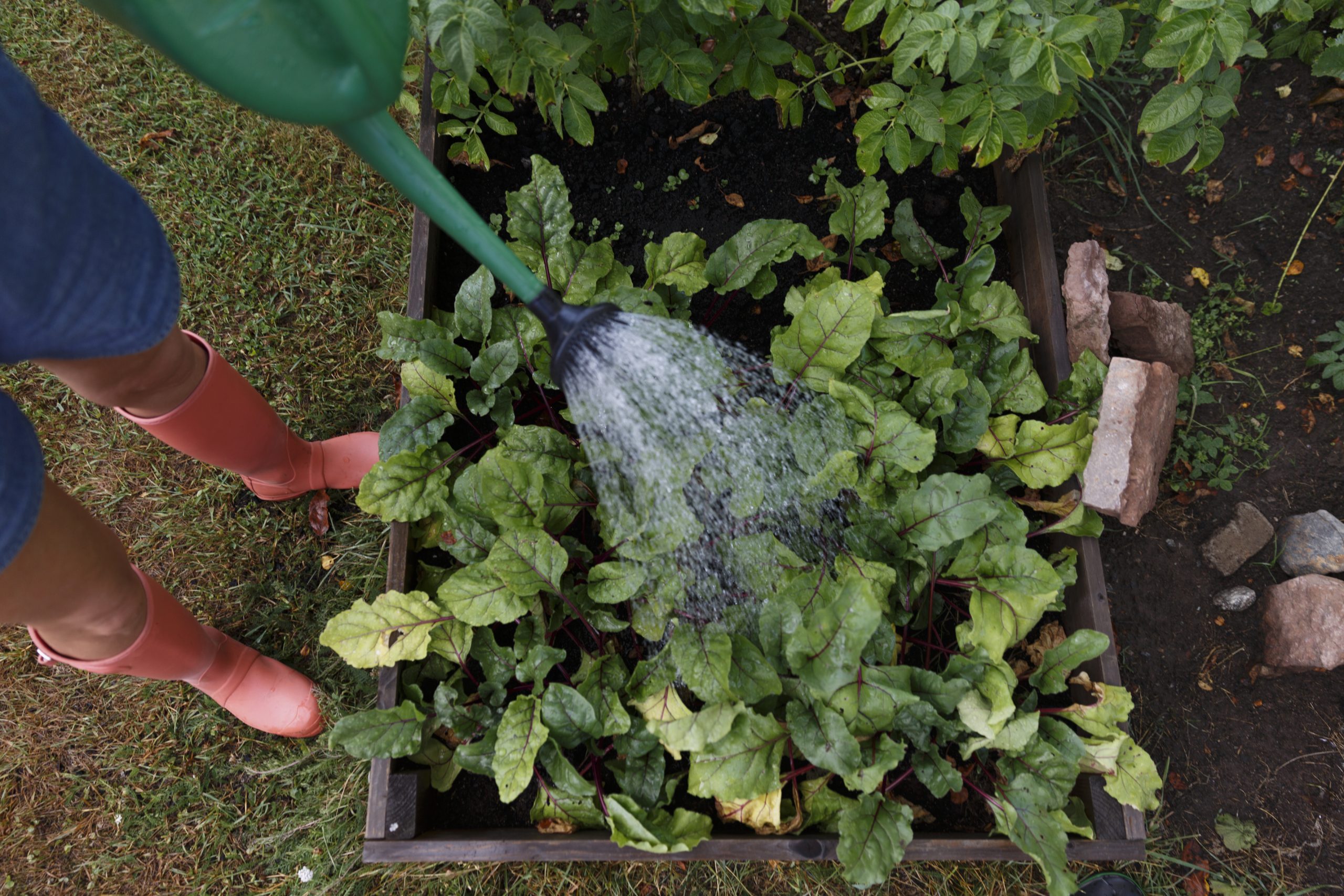 Person vattnar sallad i pallkrage.